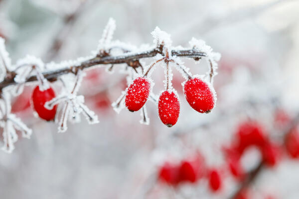 Bild vergrößern: Berberis branch under heavy snow and ice